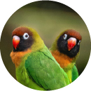 agapornis